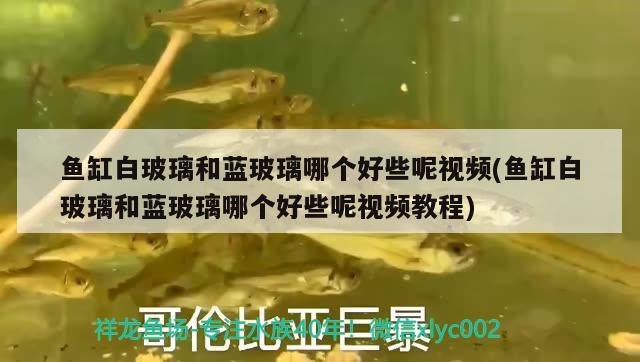 魚(yú)缸白玻璃和藍(lán)玻璃哪個(gè)好些呢視頻(魚(yú)缸白玻璃和藍(lán)玻璃哪個(gè)好些呢視頻教程) 大白鯊魚(yú)