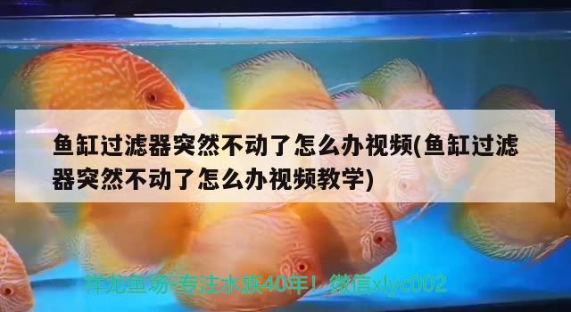 魚缸過濾器突然不動了怎么辦視頻(魚缸過濾器突然不動了怎么辦視頻教學) 狗仔招財貓魚