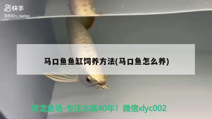 馬口魚魚缸飼養(yǎng)方法(馬口魚怎么養(yǎng))