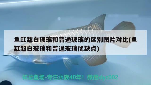 魚缸超白玻璃和普通玻璃的區(qū)別圖片對(duì)比(魚缸超白玻璃和普通玻璃優(yōu)缺點(diǎn))