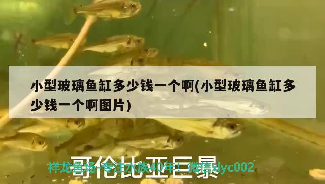 小型玻璃魚缸多少錢一個啊(小型玻璃魚缸多少錢一個啊圖片) 撒旦鴨嘴魚