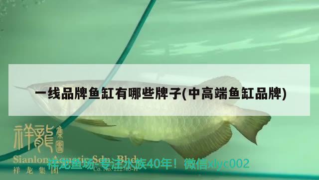 一線品牌魚缸有哪些牌子(中高端魚缸品牌)