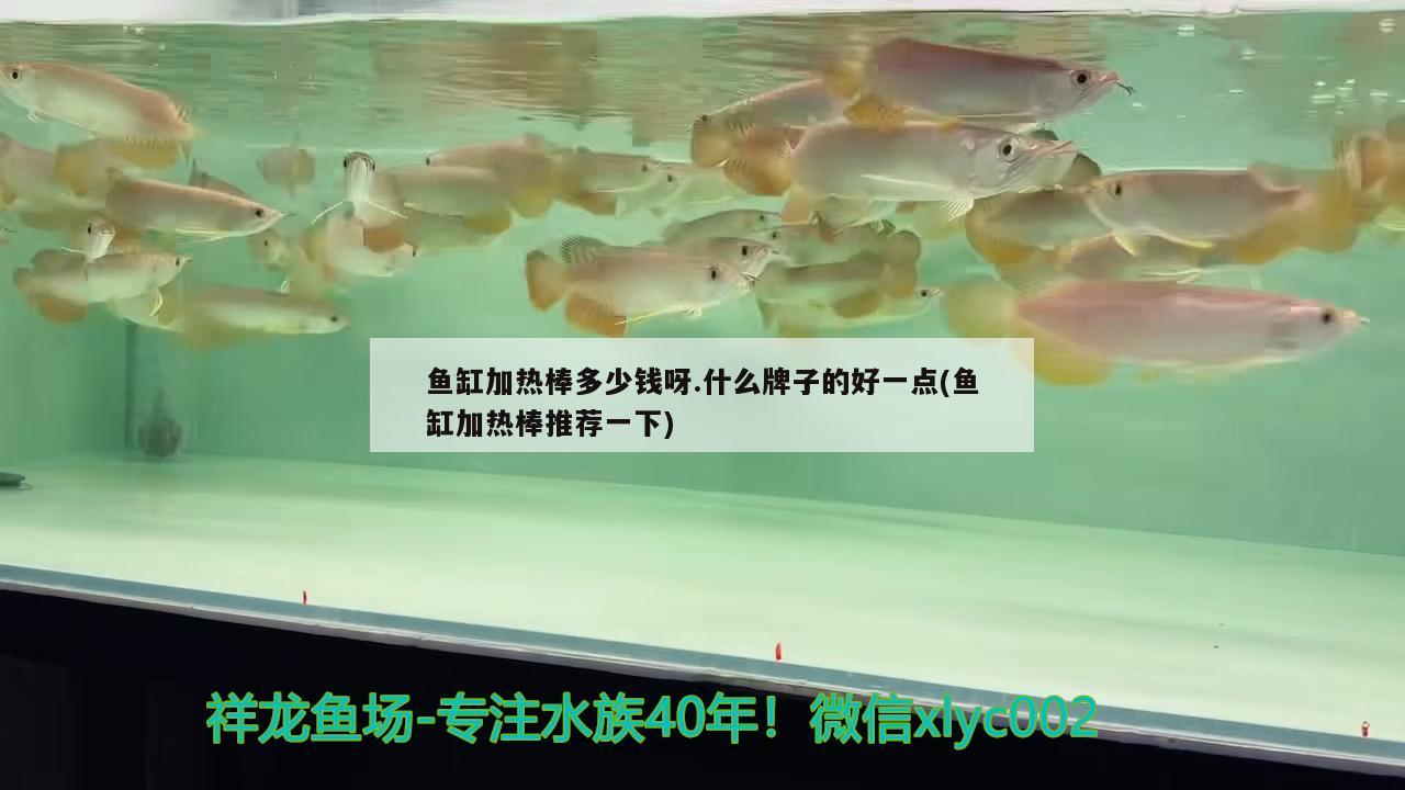 魚缸加熱棒多少錢呀.什么牌子的好一點(魚缸加熱棒推薦一下)