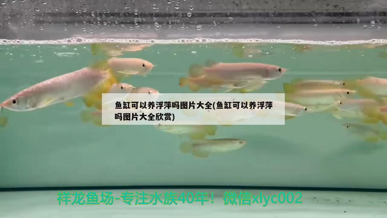 魚缸可以養(yǎng)浮萍嗎圖片大全(魚缸可以養(yǎng)浮萍嗎圖片大全欣賞)