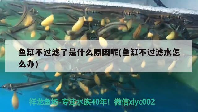 魚缸不過濾了是什么原因呢(魚缸不過濾水怎么辦) 巴西亞魚苗 第2張