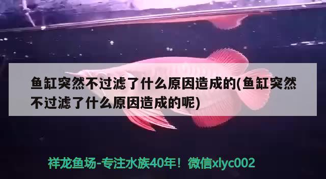 魚缸突然不過濾了什么原因造成的(魚缸突然不過濾了什么原因造成的呢)