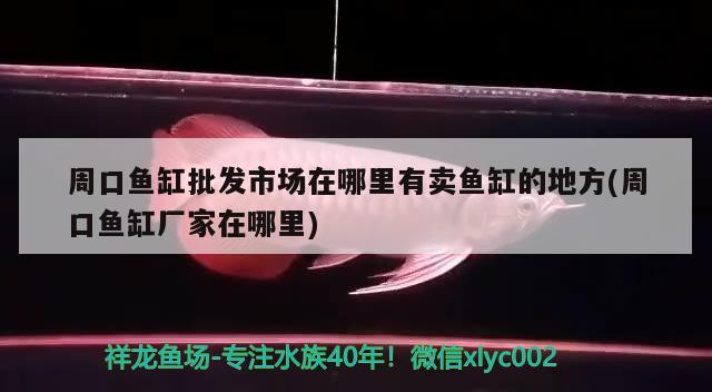 周口魚缸批發(fā)市場在哪里有賣魚缸的地方(周口魚缸廠家在哪里) 戰(zhàn)車紅龍魚