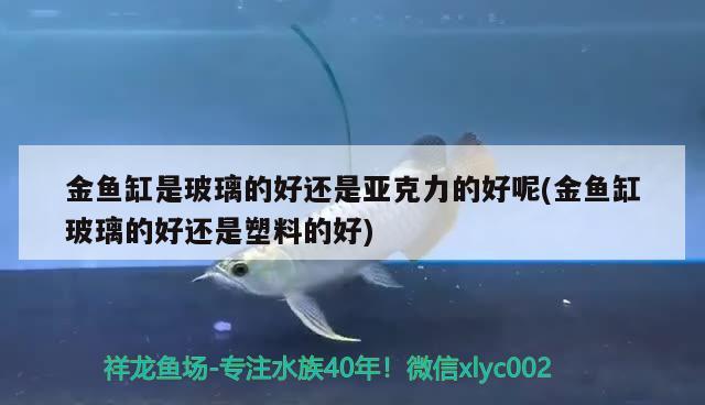 金魚缸是玻璃的好還是亞克力的好呢(金魚缸玻璃的好還是塑料的好)