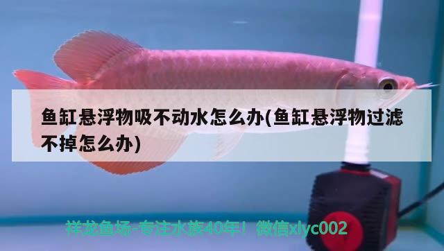 魚缸懸浮物吸不動水怎么辦(魚缸懸浮物過濾不掉怎么辦)