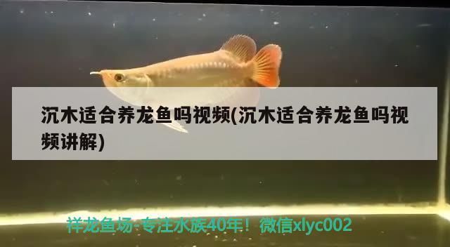 沉木適合養(yǎng)龍魚嗎視頻(沉木適合養(yǎng)龍魚嗎視頻講解)