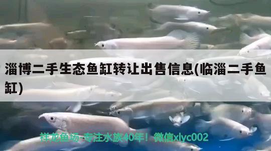 淄博二手生態(tài)魚(yú)缸轉(zhuǎn)讓出售信息(臨淄二手魚(yú)缸) 細(xì)線銀板魚(yú)苗