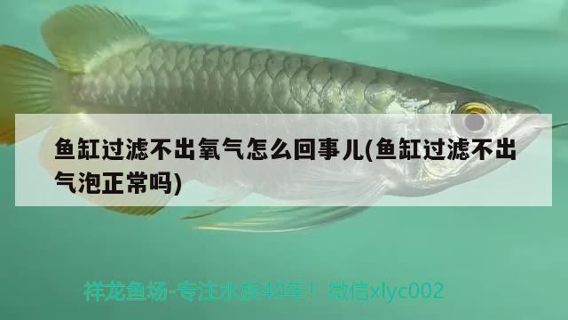 魚(yú)缸過(guò)濾不出氧氣怎么回事兒(魚(yú)缸過(guò)濾不出氣泡正常嗎)