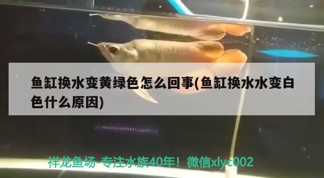 魚(yú)缸換水變黃綠色怎么回事(魚(yú)缸換水水變白色什么原因)