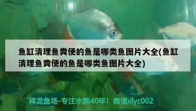 魚缸清理魚糞便的魚是哪類魚圖片大全(魚缸清理魚糞便的魚是哪類魚圖片大全) 藍(lán)底過背金龍魚