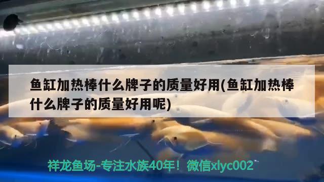 魚缸加熱棒什么牌子的質(zhì)量好用(魚缸加熱棒什么牌子的質(zhì)量好用呢) 埃及神仙魚