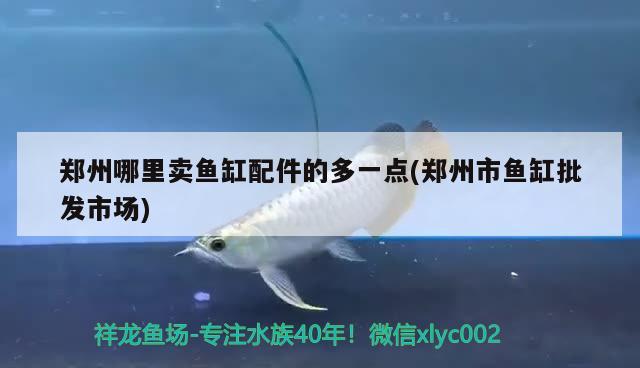 鄭州哪里賣魚(yú)缸配件的多一點(diǎn)(鄭州市魚(yú)缸批發(fā)市場(chǎng)) 非洲金鼓魚(yú)