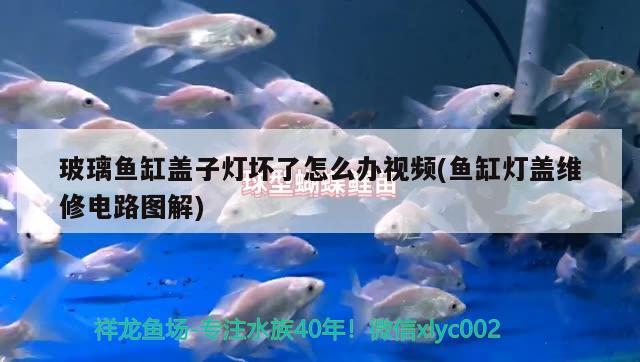 玻璃魚缸蓋子燈壞了怎么辦視頻(魚缸燈蓋維修電路圖解) 撒旦鴨嘴魚