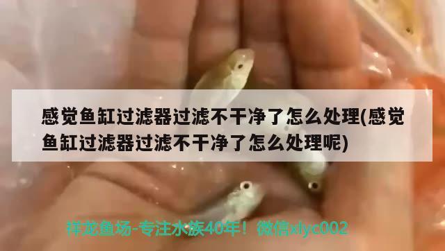 感覺魚缸過濾器過濾不干凈了怎么處理(感覺魚缸過濾器過濾不干凈了怎么處理呢)