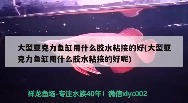 大型亞克力魚缸用什么膠水粘接的好(大型亞克力魚缸用什么膠水粘接的好呢)