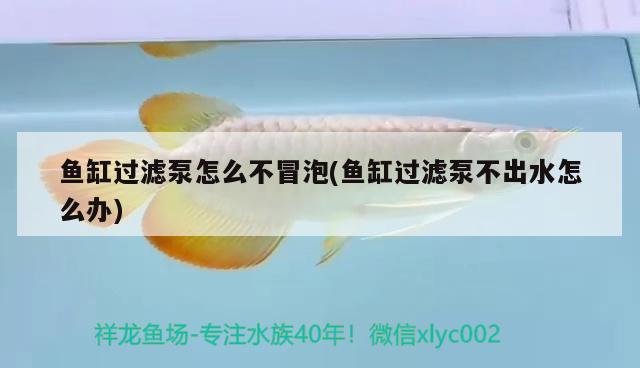 魚缸過濾泵怎么不冒泡(魚缸過濾泵不出水怎么辦)