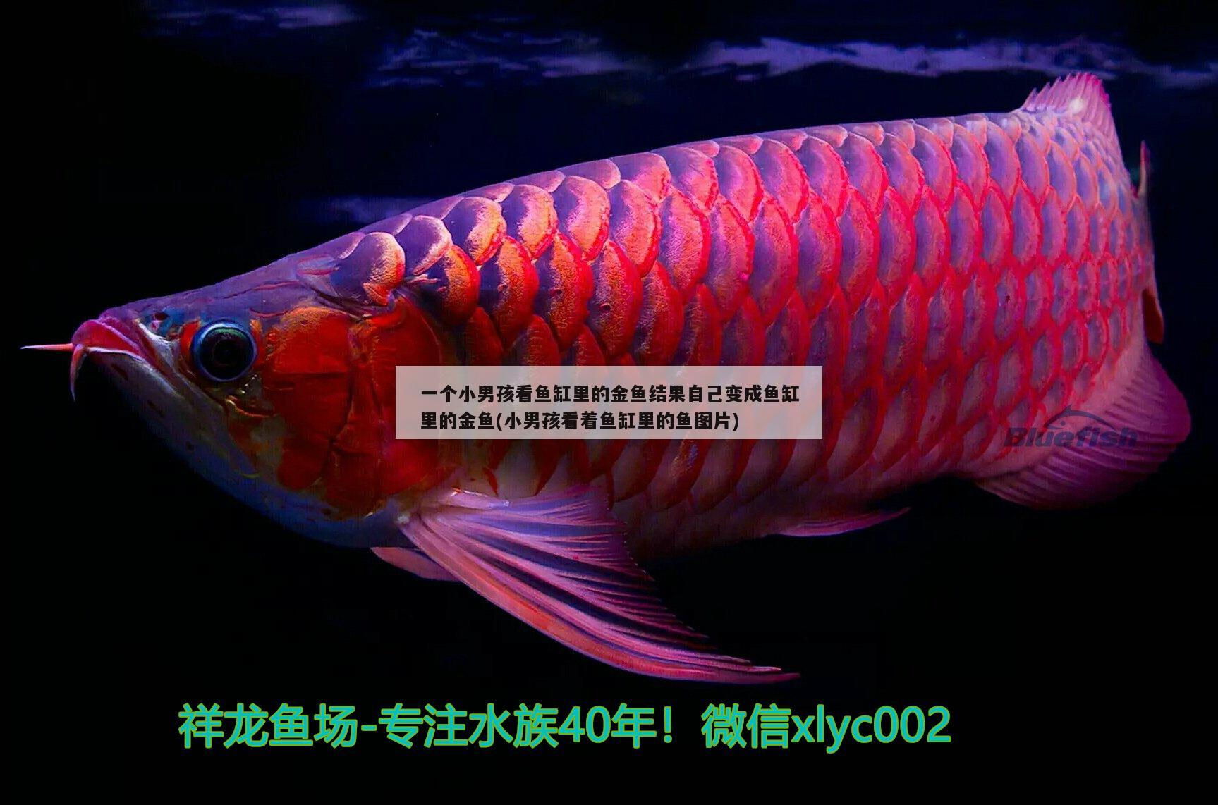 一個(gè)小男孩看魚缸里的金魚結(jié)果自己變成魚缸里的金魚(小男孩看著魚缸里的魚圖片)