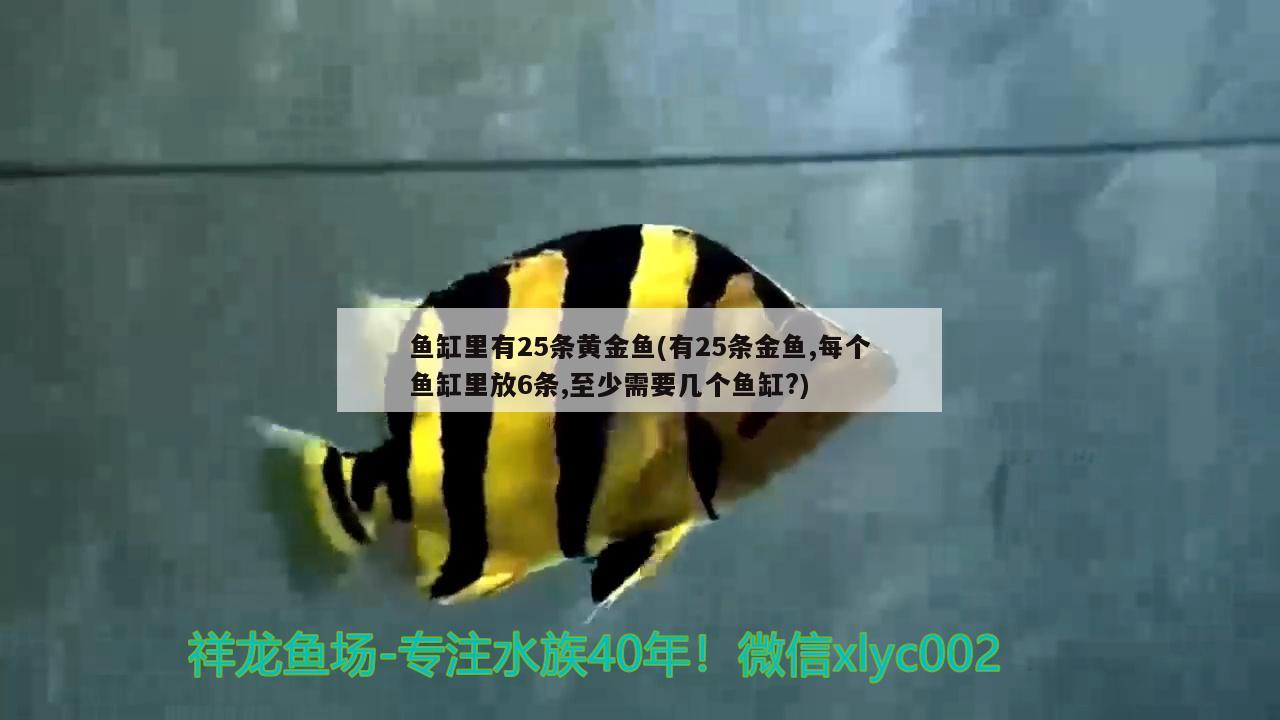 魚缸里有25條黃金魚(有25條金魚,每個(gè)魚缸里放6條,至少需要幾個(gè)魚缸?)