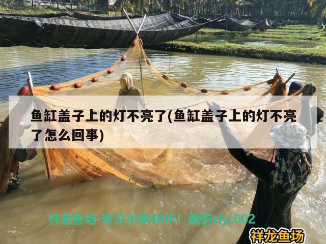 魚(yú)缸蓋子上的燈不亮了(魚(yú)缸蓋子上的燈不亮了怎么回事)