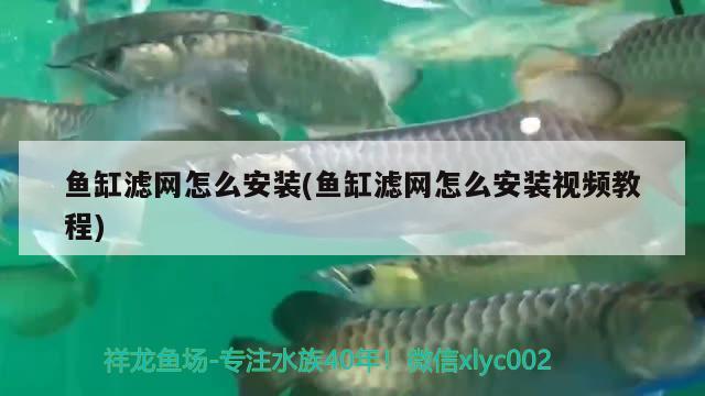 魚缸濾網(wǎng)怎么安裝(魚缸濾網(wǎng)怎么安裝視頻教程) 觀賞魚魚苗