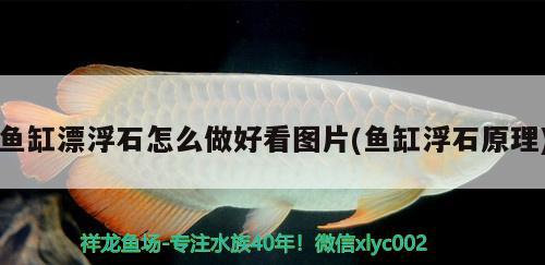 魚(yú)缸漂浮石怎么做好看圖片(魚(yú)缸浮石原理)