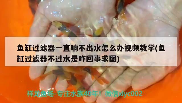 魚缸過濾器一直響不出水怎么辦視頻教學(魚缸過濾器不過水是咋回事求圖)