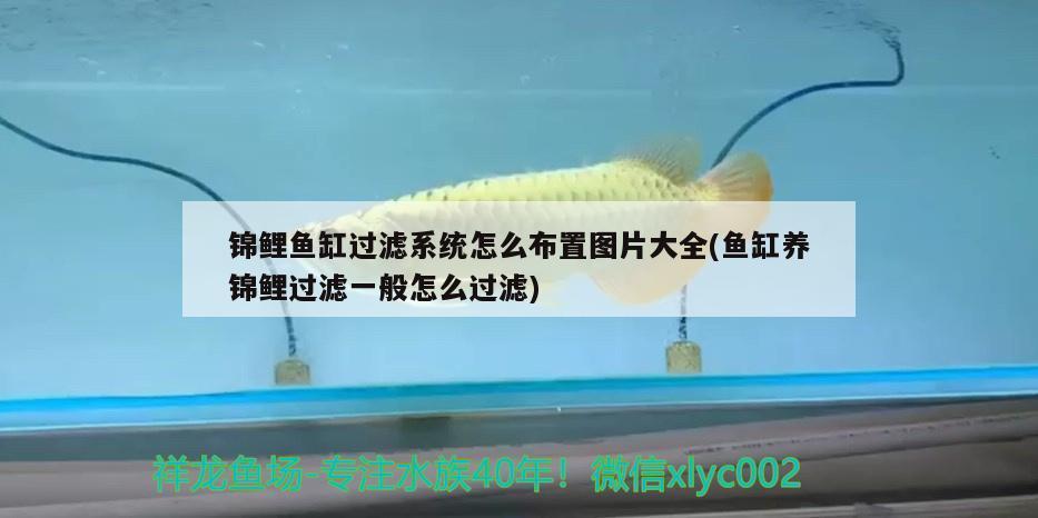 錦鯉魚缸過濾系統(tǒng)怎么布置圖片大全(魚缸養(yǎng)錦鯉過濾一般怎么過濾)