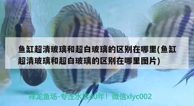 魚缸超清玻璃和超白玻璃的區(qū)別在哪里(魚缸超清玻璃和超白玻璃的區(qū)別在哪里圖片)