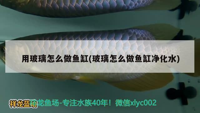 用玻璃怎么做魚缸(玻璃怎么做魚缸凈化水)