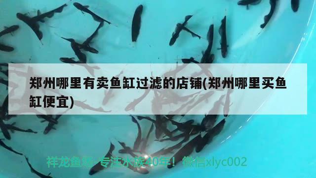 鄭州哪里有賣魚缸過濾的店鋪(鄭州哪里買魚缸便宜) 黑白雙星