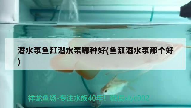 潛水泵魚缸潛水泵哪種好(魚缸潛水泵那個好) 黃金鴨嘴魚