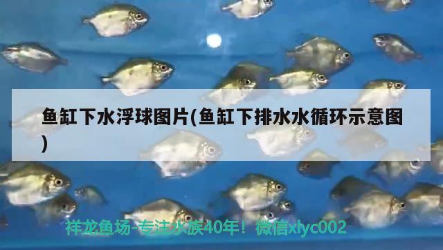 魚缸下水浮球圖片(魚缸下排水水循環(huán)示意圖)