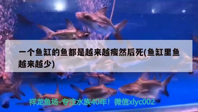 一個魚缸的魚都是越來越瘦然后死(魚缸里魚越來越少)