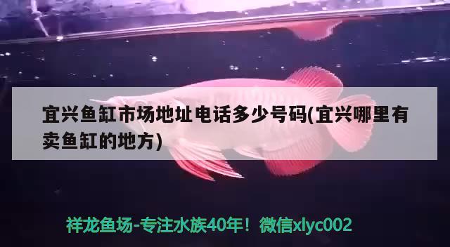 宜興魚(yú)缸市場(chǎng)地址電話多少號(hào)碼(宜興哪里有賣魚(yú)缸的地方) 電鰻