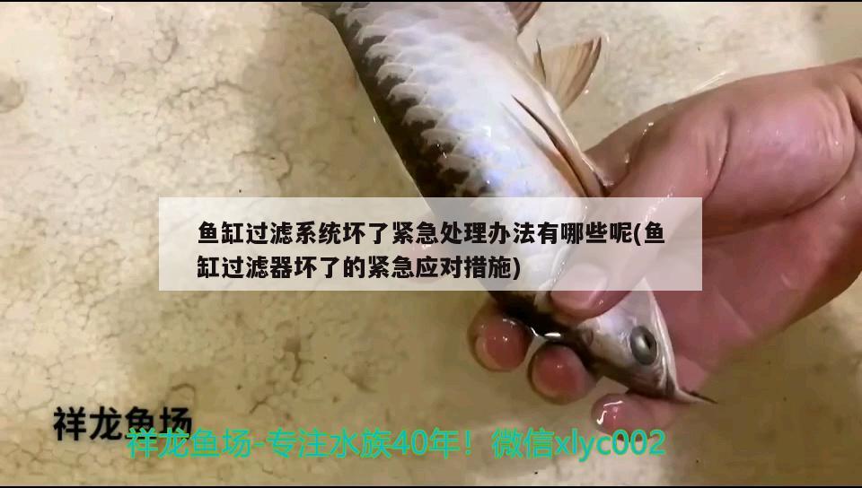 魚(yú)缸過(guò)濾系統(tǒng)壞了緊急處理辦法有哪些呢(魚(yú)缸過(guò)濾器壞了的緊急應(yīng)對(duì)措施) 黑金魟魚(yú)