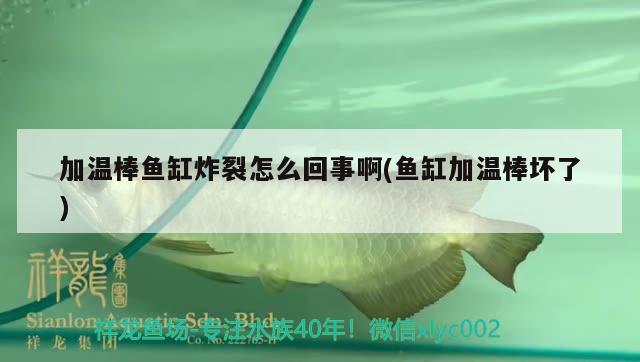 加溫棒魚缸炸裂怎么回事啊(魚缸加溫棒壞了)