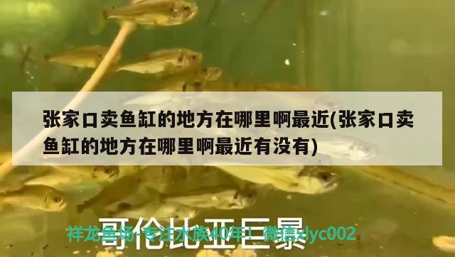 張家口賣魚(yú)缸的地方在哪里啊最近(張家口賣魚(yú)缸的地方在哪里啊最近有沒(méi)有)