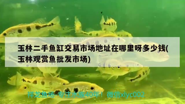 玉林二手魚(yú)缸交易市場(chǎng)地址在哪里呀多少錢(qián)(玉林觀賞魚(yú)批發(fā)市場(chǎng))