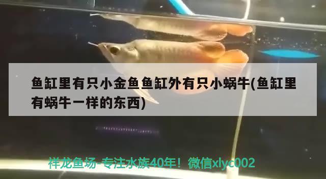 魚缸里有只小金魚魚缸外有只小蝸牛(魚缸里有蝸牛一樣的東西) 虎斑恐龍魚