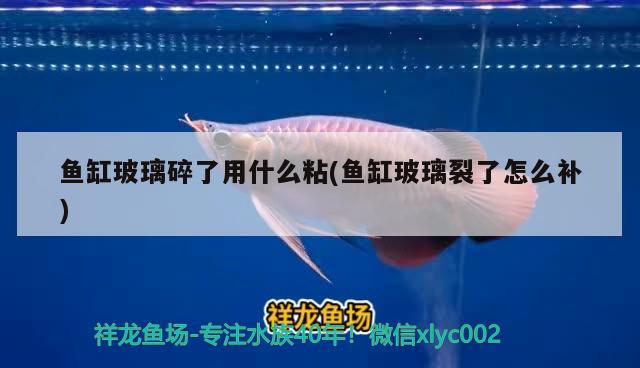 魚缸玻璃碎了用什么粘(魚缸玻璃裂了怎么補(bǔ))