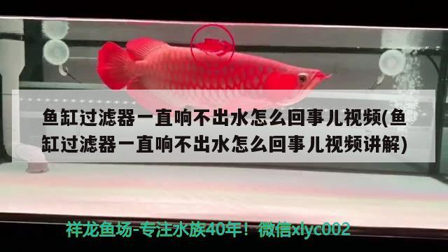 魚缸過濾器一直響不出水怎么回事兒視頻(魚缸過濾器一直響不出水怎么回事兒視頻講解) 皇冠黑白魟魚