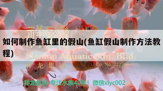 如何制作魚缸里的假山(魚缸假山制作方法教程) 黃金鴨嘴魚