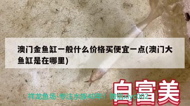 澳門金魚缸一般什么價格買便宜一點(澳門大魚缸是在哪里) 哥倫比亞巨暴魚苗