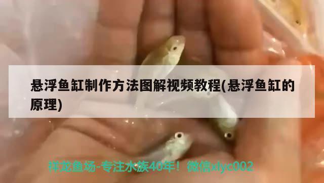 懸浮魚缸制作方法圖解視頻教程(懸浮魚缸的原理)