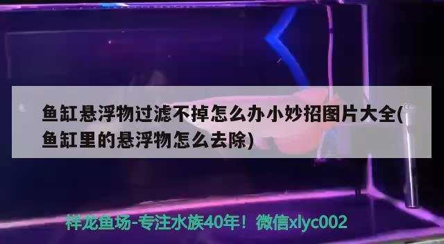 魚缸懸浮物過(guò)濾不掉怎么辦小妙招圖片大全(魚缸里的懸浮物怎么去除) 白子黃化銀龍魚