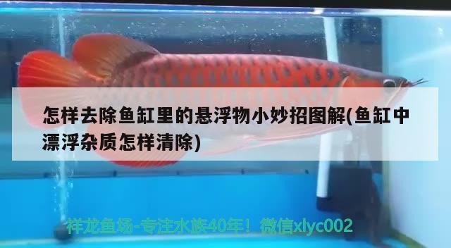 怎樣去除魚缸里的懸浮物小妙招圖解(魚缸中漂浮雜質(zhì)怎樣清除)